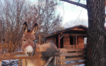 Naše zvierata_75